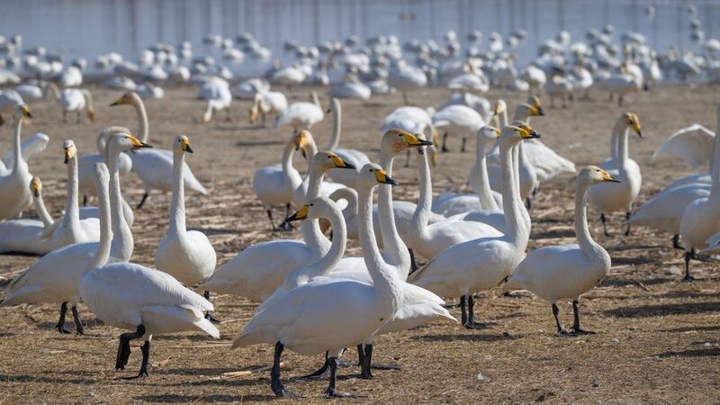 Swans_Return_to_Chinas_Sanmenxia_Heralding_City_of_Swans_Viewing_Season - Khabar Asia Swans Return to China's Sanmenxia, Heralding 'City of Swans' Viewing Season
