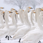 Swans_in_Snow__A_Fairy_Tale_World_Along_China_s_Yellow_River_Wetland video poster