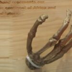 Symbol_of_Unity__South_Africa_s_Fossil_Replica_Gift_to_China_Shines_at_Beijing_Exhibition