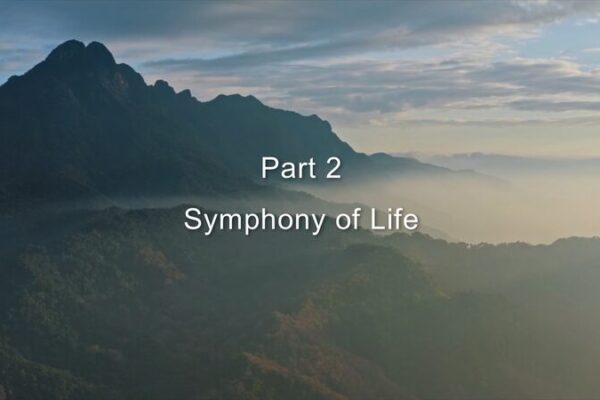 Symphony of Life: Unveiling the Secrets of Hainan’s Tropical Rainforest Symphony_of_Life__Unveiling_the_Secrets_of_Hainan_s_Tropical_Rainforest video poster