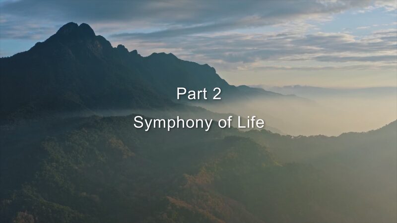 Symphony_of_Life__Unveiling_the_Secrets_of_Hainan_s_Tropical_Rainforest_poster - Khabar Asia Symphony_of_Life__Unveiling_the_Secrets_of_Hainan_s_Tropical_Rainforest video poster