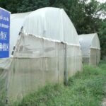 Tadorkkham Village Thrives Under China-Laos Poverty Reduction Initiative video poster