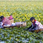 Taizhou_s_Water_Caltrop_Harvest_Brings_Prosperity_to_Villagers - Khabar Asia Taizhou_s_Water_Caltrop_Harvest_Brings_Prosperity_to_Villagers