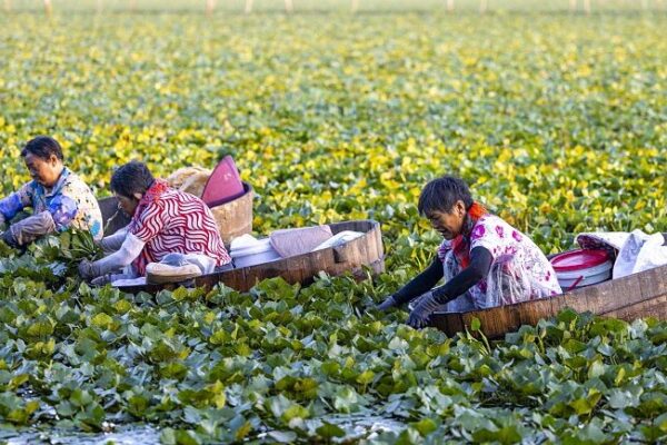 Taizhou’s Water Caltrop Harvest Brings Prosperity to Villagers Taizhou_s_Water_Caltrop_Harvest_Brings_Prosperity_to_Villagers