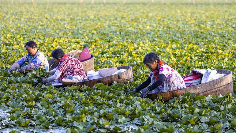 Taizhou_s_Water_Caltrop_Harvest_Brings_Prosperity_to_Villagers - Khabar Asia Taizhou_s_Water_Caltrop_Harvest_Brings_Prosperity_to_Villagers