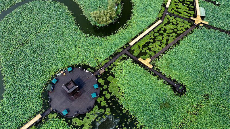 Taizhous_Lotus_Paradise_A_Summer_Escape_in_Jiangsus_Blooming_Heartland - Khabar Asia Taizhou's Lotus Paradise: A Summer Escape in Jiangsu's Blooming Heartland