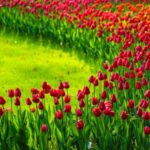 Taiziwan_Park_in_Hangzhou_Delights_Visitors_with_Spring_Blooms - Khabar Asia Taiziwan Park in Hangzhou Delights Visitors with Spring Blooms