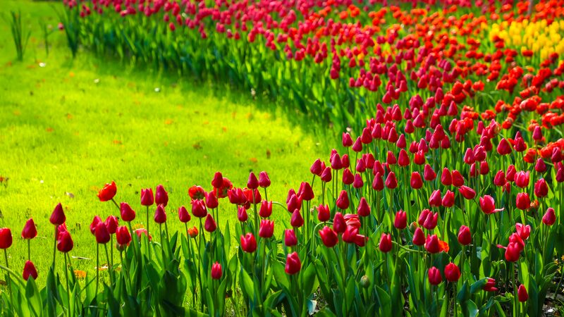 Taiziwan Park in Hangzhou Delights Visitors with Spring Blooms