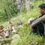 Tang_Yulin_s_34_Year_Mission_to_Protect_Sichuan_s_Golden_Snub_Nosed_Monkeys