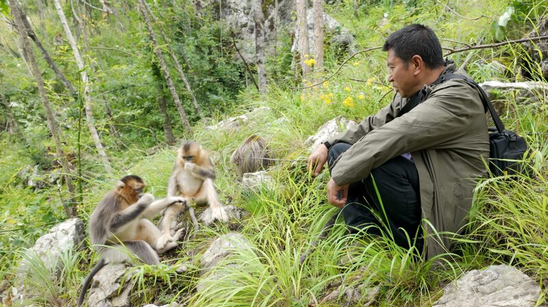 Tang_Yulin_s_34_Year_Mission_to_Protect_Sichuan_s_Golden_Snub_Nosed_Monkeys - Khabar Asia Tang_Yulin_s_34_Year_Mission_to_Protect_Sichuan_s_Golden_Snub_Nosed_Monkeys