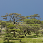 Tanzanian Women Transform Plant Waste into Eco-Friendly Charcoal to Save Forests