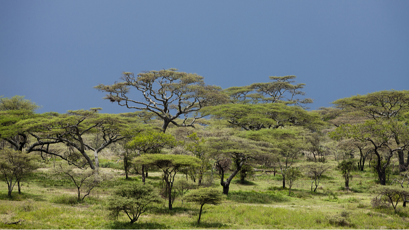 Tanzanian_Women_Transform_Plant_Waste_into_Eco-Friendly_Charcoal_to_Save_Forests - Khabar Asia Tanzanian Women Transform Plant Waste into Eco-Friendly Charcoal to Save Forests