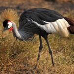 Tanzania's NGO Calls for Action to Save Endangered Grey-Crowned Cranes