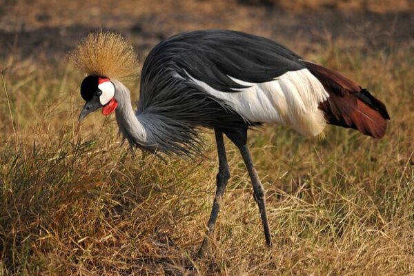 Tanzania's NGO Calls for Action to Save Endangered Grey-Crowned Cranes
