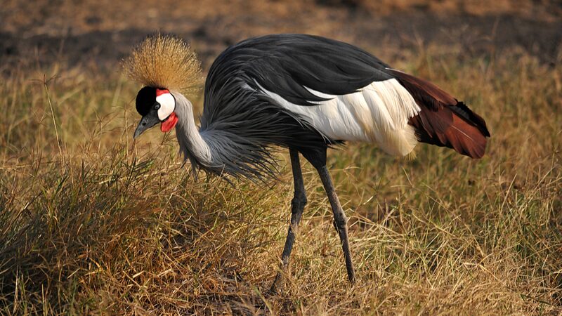 Tanzanias_NGO_Calls_for_Action_to_Save_Endangered_Grey-Crowned_Cranes - Khabar Asia Tanzania's NGO Calls for Action to Save Endangered Grey-Crowned Cranes