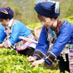 Tea Farmers Across China Celebrate the Spring Tea Harvest