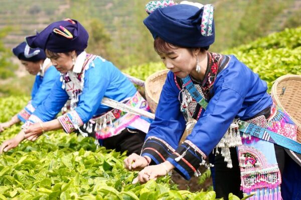 Tea Farmers Across China Celebrate the Spring Tea Harvest Tea Farmers Across China Celebrate the Spring Tea Harvest