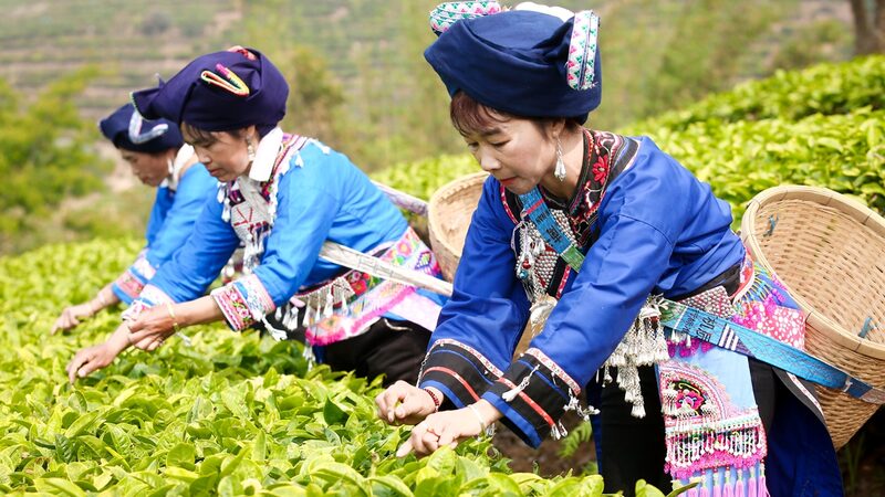 Tea_Farmers_Across_China_Celebrate_the_Spring_Tea_Harvest - Khabar Asia Tea Farmers Across China Celebrate the Spring Tea Harvest