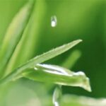 Tea's Global Journey: Uniting Cultures Across Continents