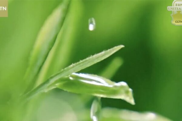 Tea's Global Journey: Uniting Cultures Across Continents