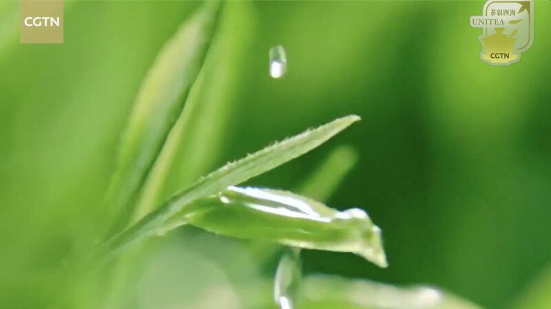 Teas_Global_Journey_Uniting_Cultures_Across_Continents - Khabar Asia Tea's Global Journey: Uniting Cultures Across Continents