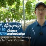 Tech-Driven Grape Cultivation Boosts Farmers' Incomes in Liaoning's Beizhen video poster