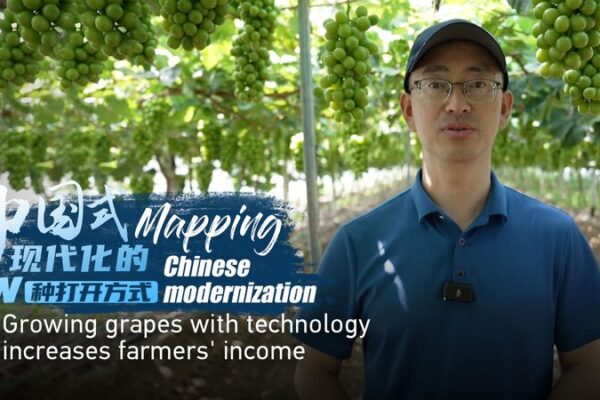 Tech-Driven Grape Cultivation Boosts Farmers’ Incomes in Liaoning’s Beizhen Tech-Driven Grape Cultivation Boosts Farmers' Incomes in Liaoning's Beizhen video poster