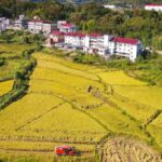 Tech_Innovation_Drives_China_s_Agricultural_Modernization - Khabar Asia Tech_Innovation_Drives_China_s_Agricultural_Modernization