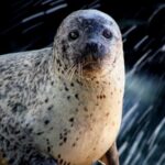 Ten_Spotted_Seals_Released_into_Wild_off_Dalian_Coast - Khabar Asia Ten Spotted Seals Released into Wild off Dalian Coast