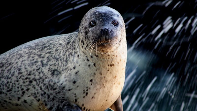 Ten_Spotted_Seals_Released_into_Wild_off_Dalian_Coast - Khabar Asia Ten Spotted Seals Released into Wild off Dalian Coast