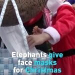 Thai_Elephants_Swap_Christmas_Gifts_for_Face_Masks_to_Promote_COVID-19_Awareness_poster - Khabar Asia Thai Elephants Swap Christmas Gifts for Face Masks to Promote COVID-19 Awareness video poster