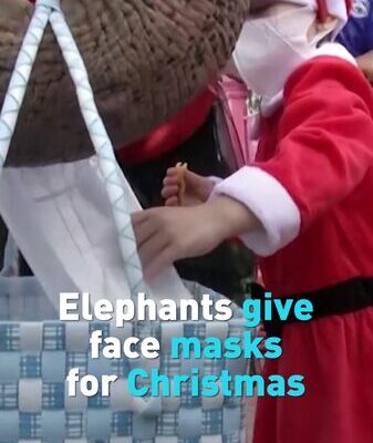 Thai Elephants Swap Christmas Gifts for Face Masks to Promote COVID-19 Awareness video poster