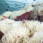 Thailand's Marine Life Suffers as Sea Temperatures Reach Record Highs