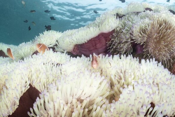 Thailand’s Marine Life Suffers as Sea Temperatures Reach Record Highs Thailand's Marine Life Suffers as Sea Temperatures Reach Record Highs
