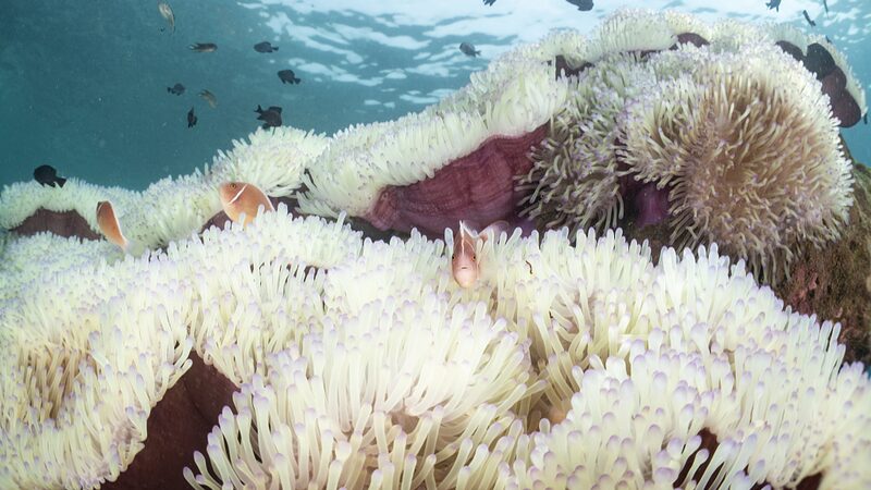 Thailands_Marine_Life_Suffers_as_Sea_Temperatures_Reach_Record_Highs - Khabar Asia Thailand's Marine Life Suffers as Sea Temperatures Reach Record Highs