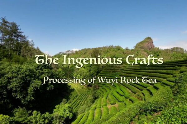 The Art of Wuyi Rock Tea: Master Craftsman Liu Guoying’s Lifelong Dedication The Art of Wuyi Rock Tea: Master Craftsman Liu Guoying's Lifelong Dedication video poster