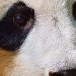 The_Carefree_Life_of_Giant_Pandas_in_China_s_Sichuan_Province video poster