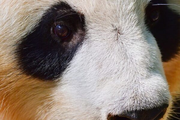 The_Carefree_Life_of_Giant_Pandas_in_China_s_Sichuan_Province video poster