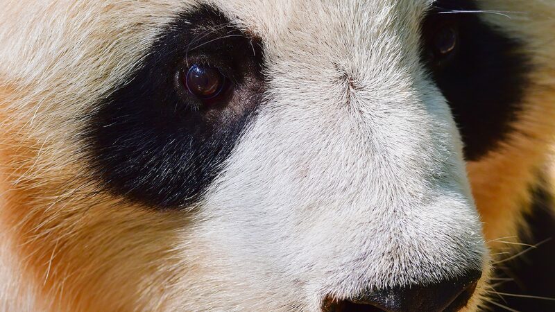 The_Carefree_Life_of_Giant_Pandas_in_China_s_Sichuan_Province_poster - Khabar Asia The_Carefree_Life_of_Giant_Pandas_in_China_s_Sichuan_Province video poster