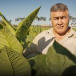 The Craftsmanship Behind Fine Cuban Cigars: Insights from a Tobacco Artisan video poster