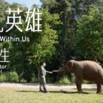 The Elephant Doctor of Yunnan: 23 Years of Saving Asian Elephants