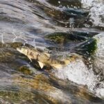 The Epic Migration of Qinghai's Naked Carp: Guardians of China's Largest Saltwater Lake