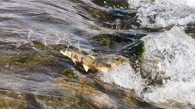 The Epic Migration of Qinghai's Naked Carp: Guardians of China's Largest Saltwater Lake