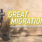 The_Great_Migration_2024__Witnessing_Nature_s_Grand_Spectacle video poster