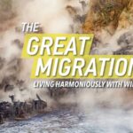 The_Great_Migration__Harmony_Between_Man_and_Nature video poster