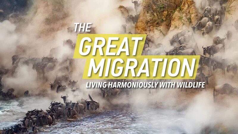 The_Great_Migration__Harmony_Between_Man_and_Nature_poster - Khabar Asia The_Great_Migration__Harmony_Between_Man_and_Nature video poster