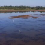 The_Green_Transformation_of_Haba_Lake__From_Desert_to_Wildlife_Paradise video poster