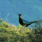 The Hidden Biodiversity of the Hengduan Mountains: A Natural Crucible of Life video poster