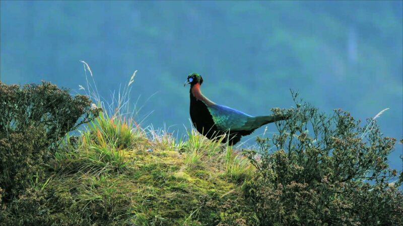 The_Hidden_Biodiversity_of_the_Hengduan_Mountains_A_Natural_Crucible_of_Life_poster - Khabar Asia The Hidden Biodiversity of the Hengduan Mountains: A Natural Crucible of Life video poster