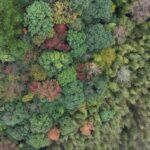 The_Silent_Power_of_Nature__Aerial_Views_of_Qiandongnan_s_Forests